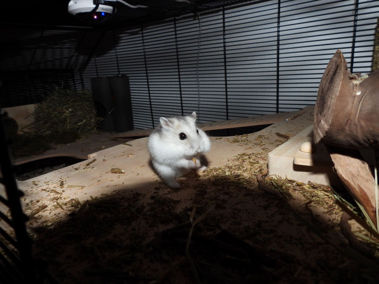 A small white hamster on a wooden ramp, mid-snack.