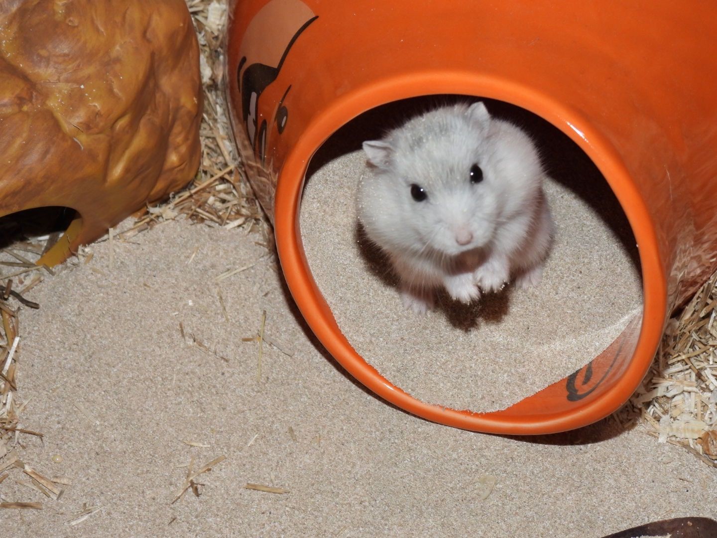 A small white hamster peeking out of an orange ceramic hideout on sand.